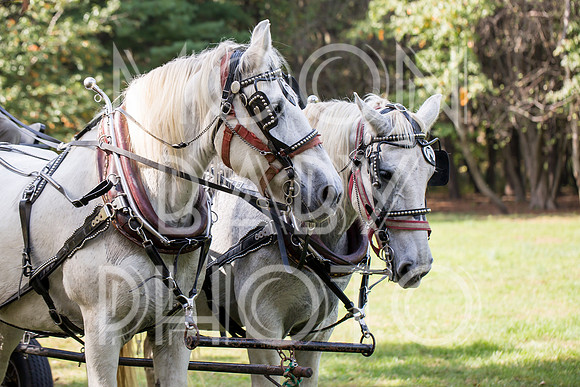 Bartow Pell Mansion Museum Fall Festival 2017 October BPMM Bronx NY