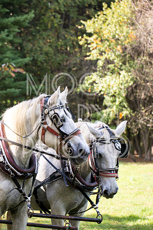 Bartow Pell Mansion Museum Fall Festival 2017 October BPMM Bronx NY
