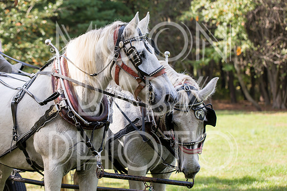 Bartow Pell Mansion Museum Fall Festival 2017 October BPMM Bronx NY