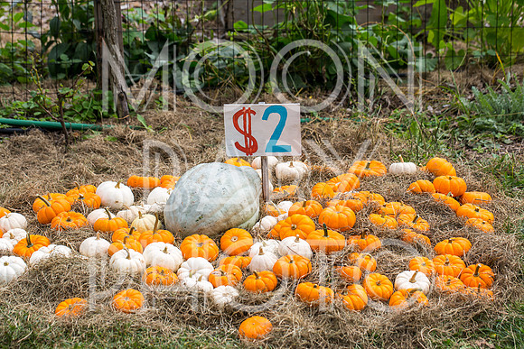 Bartow Pell Mansion Museum Fall Festival 2017 October BPMM Bronx NY