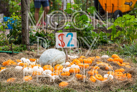 Bartow Pell Mansion Museum Fall Festival 2017 October BPMM Bronx NY
