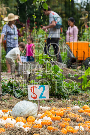 Bartow Pell Mansion Museum Fall Festival 2017 October BPMM Bronx NY