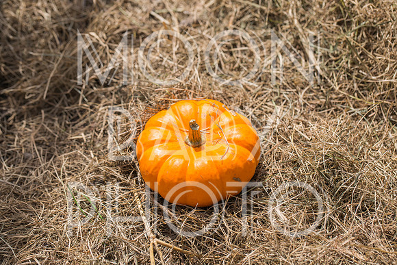 Bartow Pell Mansion Museum Fall Festival 2017 October BPMM Bronx NY