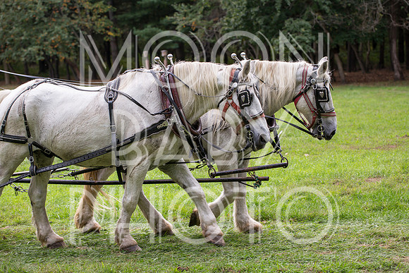 Bartow Pell Mansion Museum Fall Festival 2017 October BPMM Bronx NY